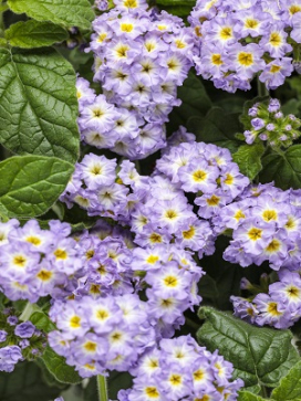 HELIOTROPE Augusta Lavender